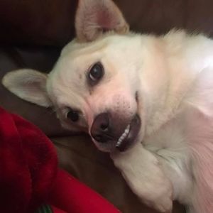 Meet your Posher, Amelia